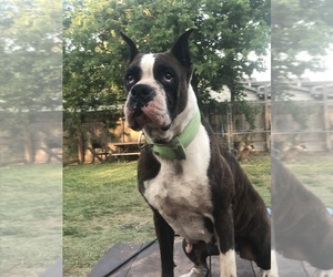 Mother of the Boxer puppies born on 12/08/2025