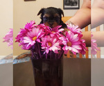 Puppy Puppy 3 Yorkshire Terrier
