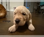 Puppy orange Golden Retriever