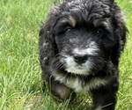 Small Photo #19 Bernedoodle Puppy For Sale in SPRINGFIELD, OH, USA