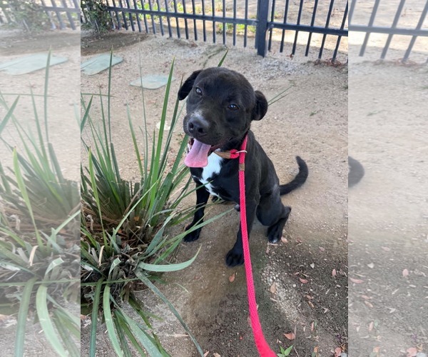Medium Photo #6 Labrador Retriever-Unknown Mix Puppy For Sale in San Diego, CA, USA