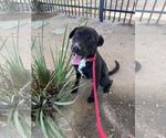 Small #5 Labrador Retriever Mix