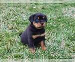 Small Photo #2 Rottweiler Puppy For Sale in STEUBENVILLE, OH, USA