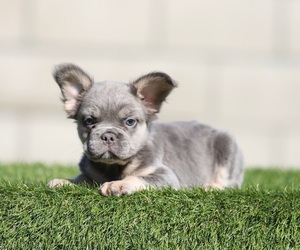 French Bulldog Puppy for sale in ATLANTA, GA, USA