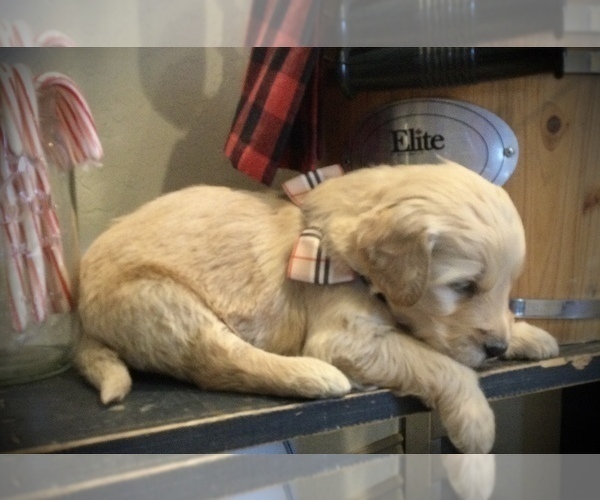 Medium Photo #2 Goldendoodle Puppy For Sale in CEDAR HILL, TX, USA