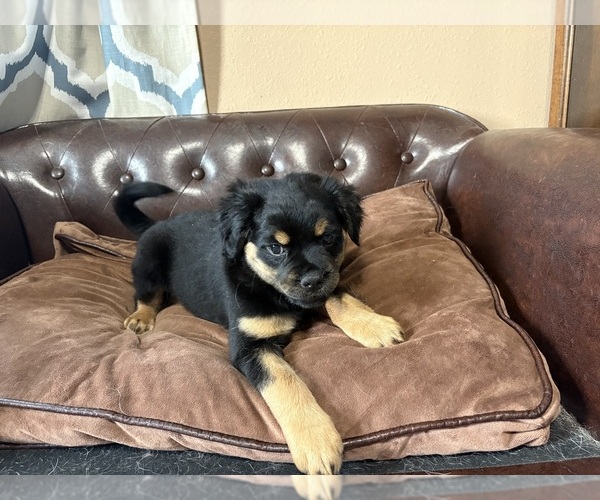 Medium Photo #3 Carlin Pinscher Puppy For Sale in COBB, WI, USA