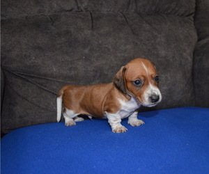 Dachshund Puppy for Sale in RED OAK, Texas USA