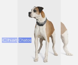 Boxer-Unknown Mix Dogs for adoption in Minneapolis, MN, USA