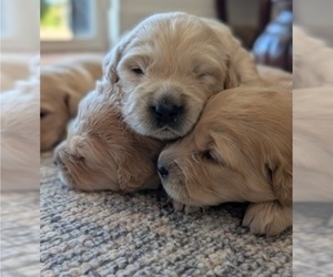 English Cream Golden Retriever Puppy for sale in SACRAMENTO, CA, USA