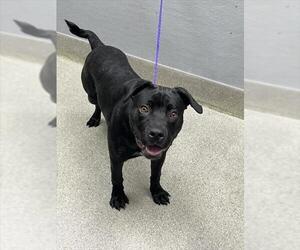 Labrador Retriever-Unknown Mix Dogs for adoption in Las Vegas, NV, USA