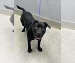 *RITA - Female Labrador Retriever-Unknown Mix Dog for Adoption - Small photo