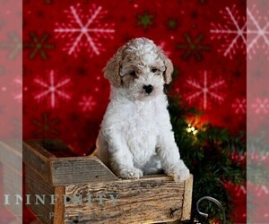Poodle (Miniature) Puppy for sale in MILL HALL, PA, USA