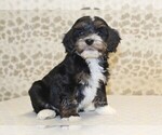 Small #2 Cavapoo-Miniature Bernedoodle Mix