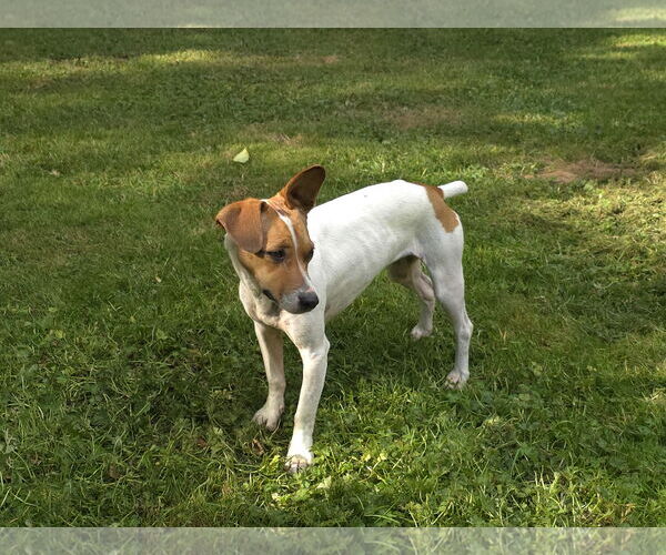 Medium Photo #2 Whijack Puppy For Sale in Arlington, WA, USA