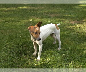 Nissa A Jackawhip (A designer breed) - Female Whijack Dog for Adoption - Photo #2