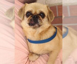Pug-Unknown Mix Dogs for adoption in Carrollton, TX, USA