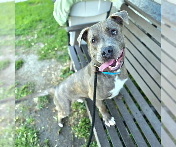 Medium Photo #6 American Staffordshire Terrier-Labrador Retriever Mix Puppy For Sale in Long Beach, CA, USA