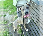 Small #5 American Staffordshire Terrier-Labrador Retriever Mix