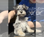 Puppy Blue Eye Merle Schnauzer (Miniature)