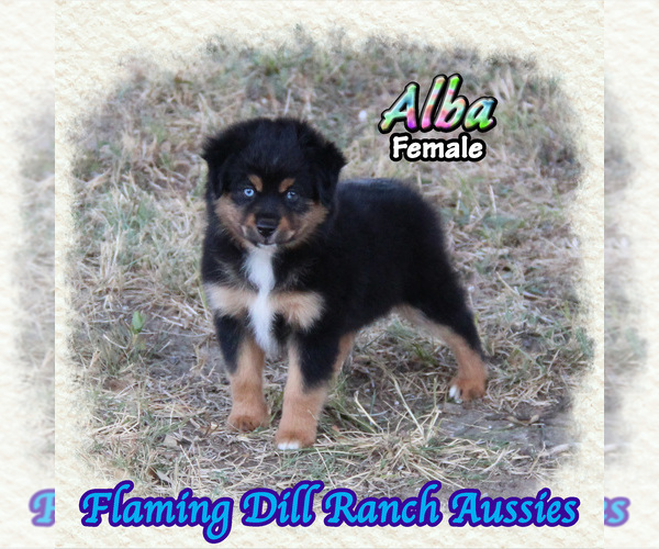 Medium Photo #1 Miniature Australian Shepherd Puppy For Sale in FORESTBURG, TX, USA