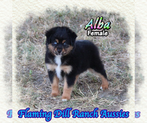 Miniature Australian Shepherd Puppy for sale in FORESTBURG, TX, USA