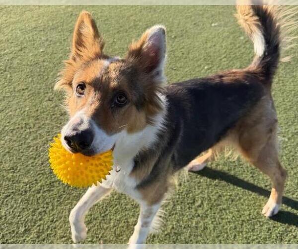 Medium Photo #1 Australian Shepherd-Unknown Mix Puppy For Sale in Martinez, CA, USA