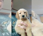 Small Photo #1 Golden Retriever Puppy For Sale in SPENCER, TN, USA