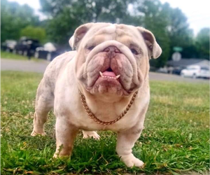 Father of the English Bulldog puppies born on 05/07/2025