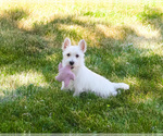 Image preview for Ad Listing. Nickname: Quincey