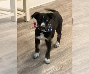 Mutt Dogs for adoption in Emmett, ID, USA