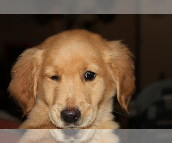 Medium Photo #10 Golden Retriever Puppy For Sale in SPENCER, TN, USA
