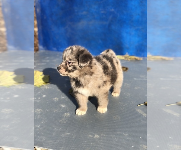 Medium Photo #20 Australian Shepherd-Saint Bernard Mix Puppy For Sale in BAKERSFIELD, CA, USA