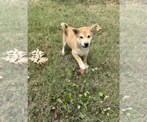 Shiba Inu Puppy for sale in STELLA, MO, USA