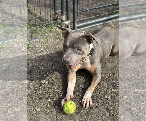 Medium Photo #4 American Pit Bull Terrier Puppy For Sale in Hillsboro, NH, USA