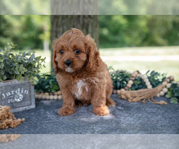 Medium Photo #7 Cavapoo Puppy For Sale in NEW CONCORD, OH, USA