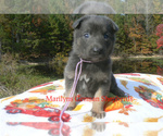 Lavender Pine - Female German Shepherd Dog Puppy for Sale - Photo #3