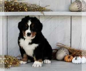 Bernese Mountain Dog Puppy for sale in FREDERICKSBURG, OH, USA