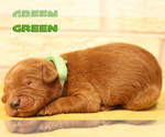 Small Photo #19 Goldendoodle Puppy For Sale in OAK LAWN, IL, USA
