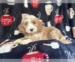 Small #1 Cockapoo