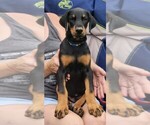 Puppy Stripes Doberman Pinscher