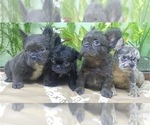 Small Photo #14 French Bulldog Puppy For Sale in HENDERSON, NV, USA