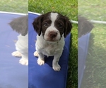 Puppy Blue male Brittany