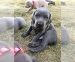 Small Photo #3 Weimaraner Puppy For Sale in SHELBYVILLE, IN, USA