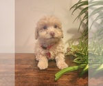 Small #1 Poodle (Miniature)