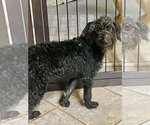 Small #3 Labrador Retriever Mix
