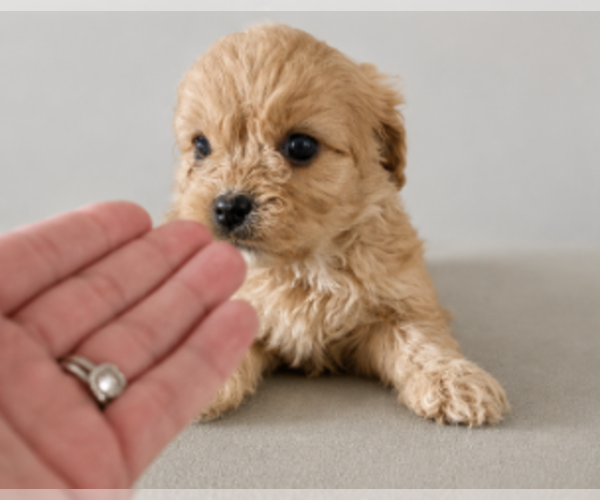Medium Photo #2 Cavapoo (Miniature) Puppy For Sale in NILES, MI, USA