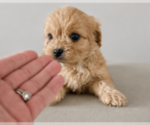 Small #1 Cavapoo (Miniature)