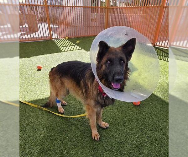 Medium Photo #1 German Shepherd Dog-Unknown Mix Puppy For Sale in Las Vegas, NV, USA