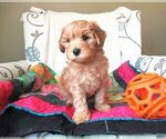 Small Photo #4 Cavapoo Puppy For Sale in FINDLAY, OH, USA