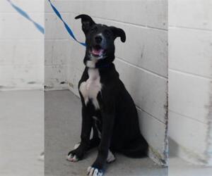 American Pit Bull Terrier-Labrador Retriever Mix Dogs for adoption in San Bernardino, CA, USA